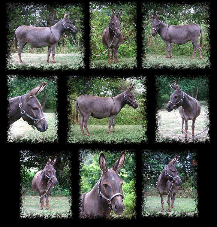 Critter Haven Farm Miniature Donkeys